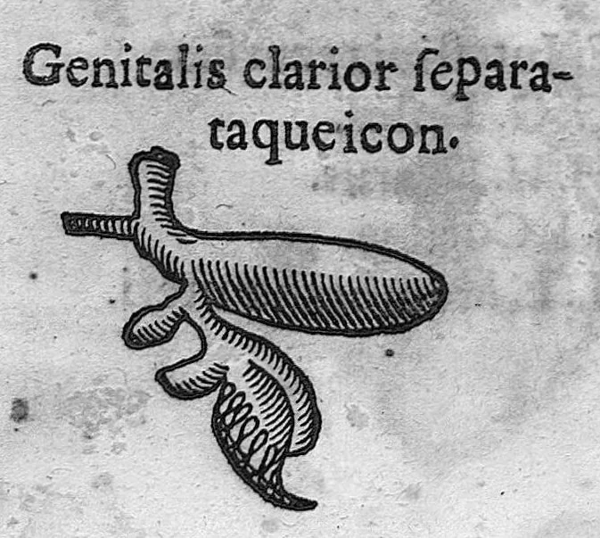 An illustration from Zootomia democritaea, id est anatome generalis totius animantium opificii : libris quinque distincta, quorum seriem sequens facies delineabit, 1645, leaf 366