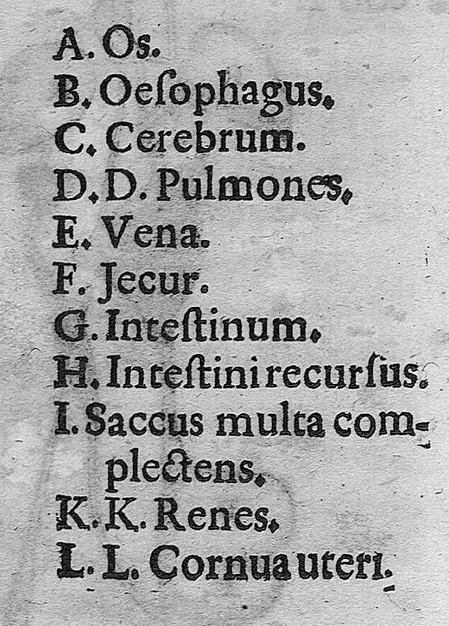 An illustration from Zootomia democritaea, id est anatome generalis totius animantium opificii : libris quinque distincta, quorum seriem sequens facies delineabit, 1645, leaf 367