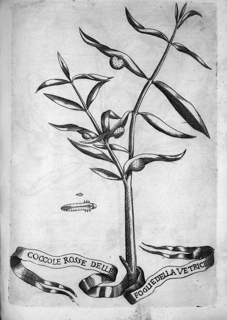An illustration from Esperienze intorno alla generazione degli insetti fatte da Francesco Redi... e da lui scritte in una lettera all'illustrissimo signor Carlo Dati, 1668, leaf 182