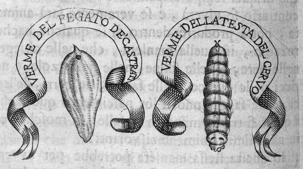 An illustration from Esperienze intorno alla generazione degli insetti fatte da Francesco Redi... e da lui scritte in una lettera all'illustrissimo signor Carlo Dati, 1668, leaf 195