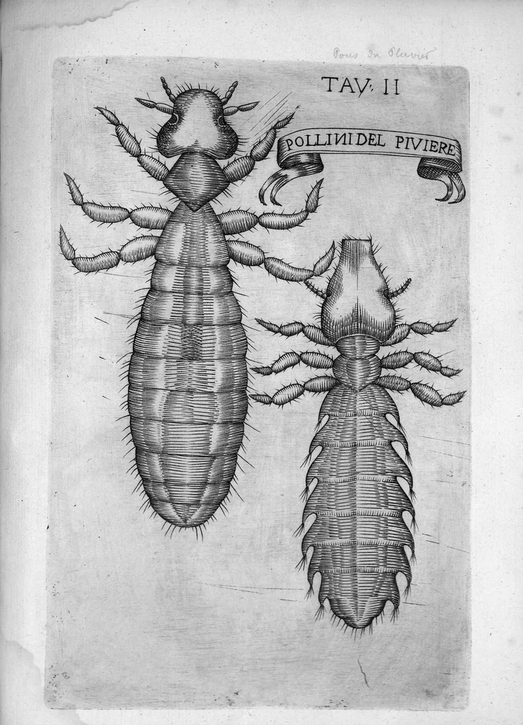 An illustration from Esperienze intorno alla generazione degli insetti fatte da Francesco Redi... e da lui scritte in una lettera all'illustrissimo signor Carlo Dati, 1668, leaf 254