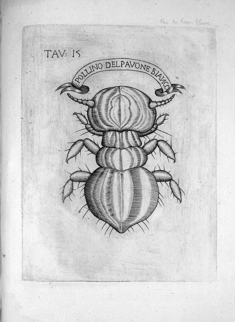 An illustration from Esperienze intorno alla generazione degli insetti fatte da Francesco Redi... e da lui scritte in una lettera all'illustrissimo signor Carlo Dati, 1668, leaf 260