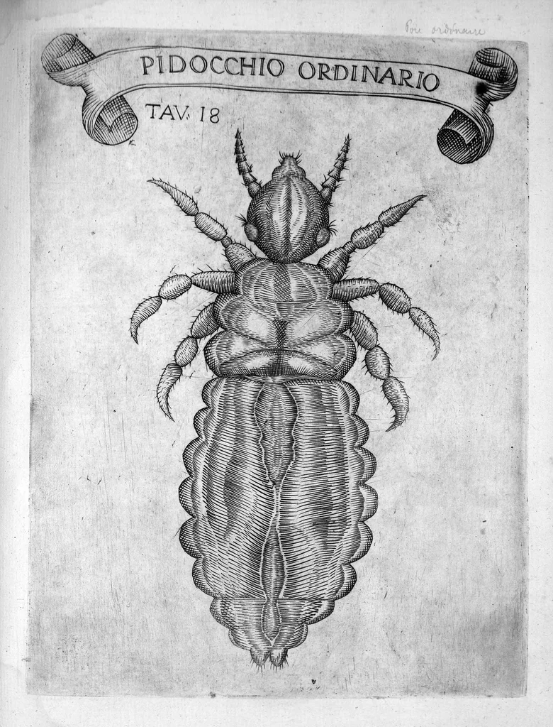 An illustration from Esperienze intorno alla generazione degli insetti fatte da Francesco Redi... e da lui scritte in una lettera all'illustrissimo signor Carlo Dati, 1668, leaf 266