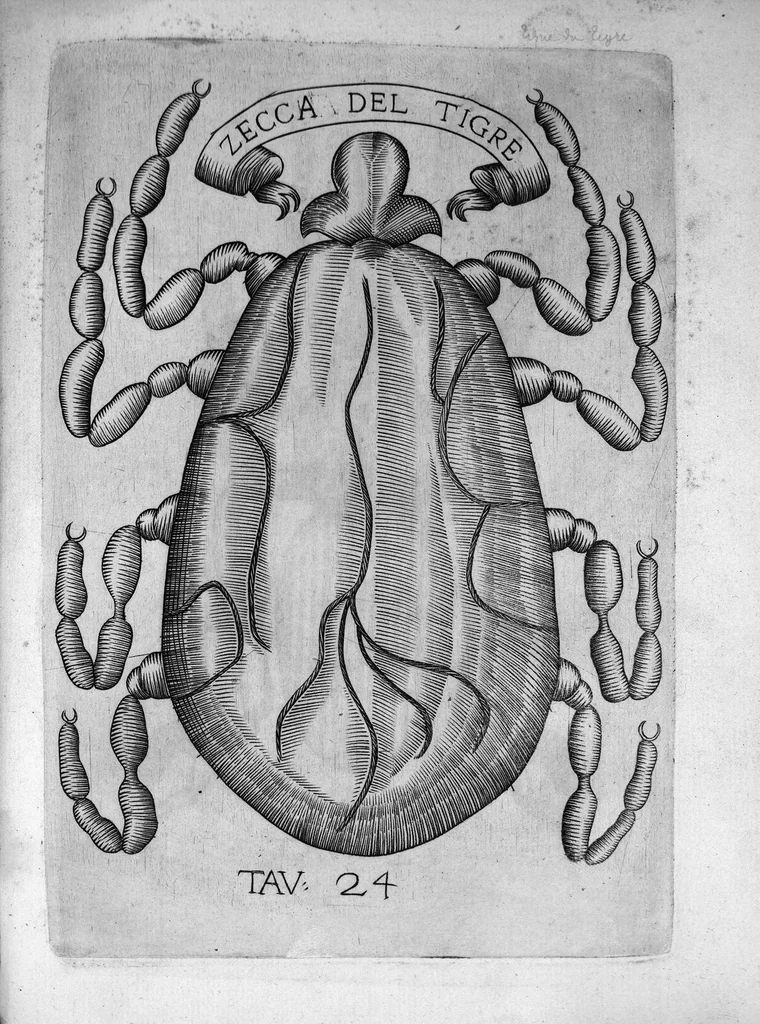 An illustration from Esperienze intorno alla generazione degli insetti fatte da Francesco Redi... e da lui scritte in una lettera all'illustrissimo signor Carlo Dati, 1668, leaf 278