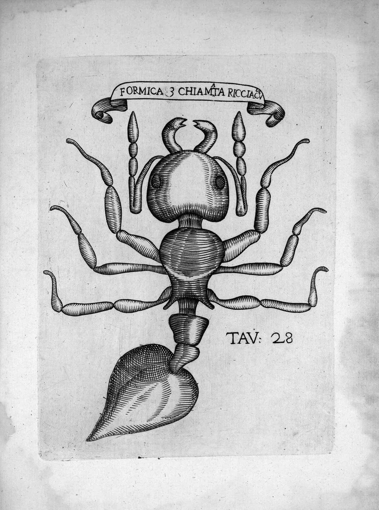 An illustration from Esperienze intorno alla generazione degli insetti fatte da Francesco Redi... e da lui scritte in una lettera all'illustrissimo signor Carlo Dati, 1668, leaf 284