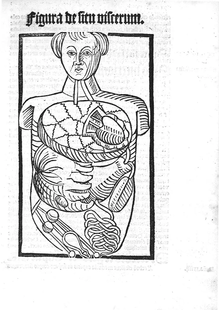 An illustration from Antropologium de hominis dignitate, natura, et proprietatibus; de elementis, partibus et membris humani corporis..., 1501, leaf 122