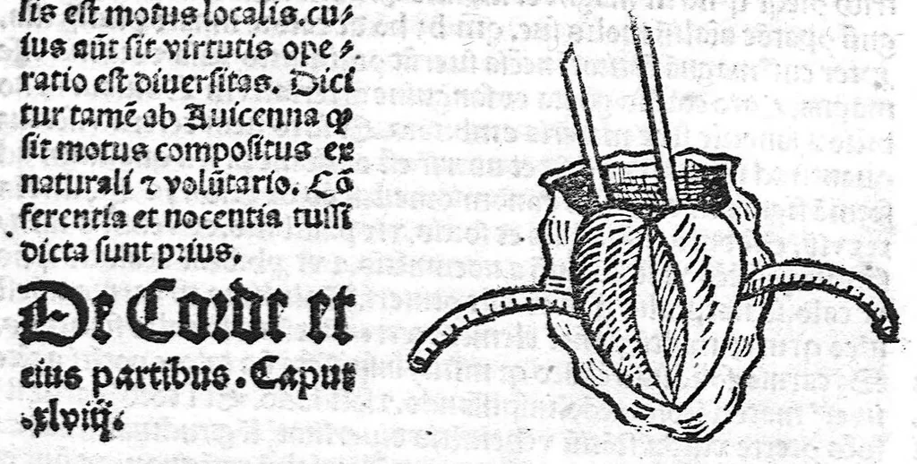 An illustration from Antropologium de hominis dignitate, natura, et proprietatibus; de elementis, partibus et membris humani corporis..., 1501, leaf 142