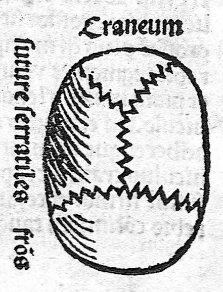 An illustration from Antropologium de hominis dignitate, natura, et proprietatibus; de elementis, partibus et membris humani corporis..., 1501, leaf 80