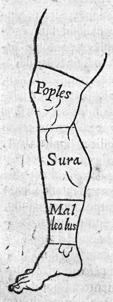 An illustration from De medicina Aegyptiorum libri quatuor & Iacobi Bontii in Indiis archiatri, de medicina Indorum, 1646, leaf 213