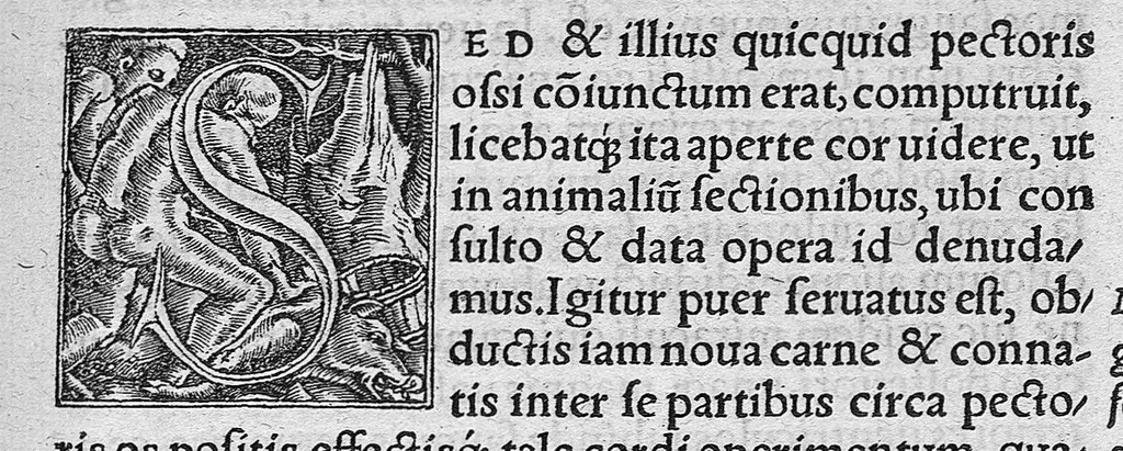 An illustration from Cl. Galeni Pergameni nobilissimi medici libri aliquot Græci partim hactenus non visi, partim a mendis ... repurgati et integritati sue restituti, annotationibusque illustrati per J. Caium, 1544, leaf 374