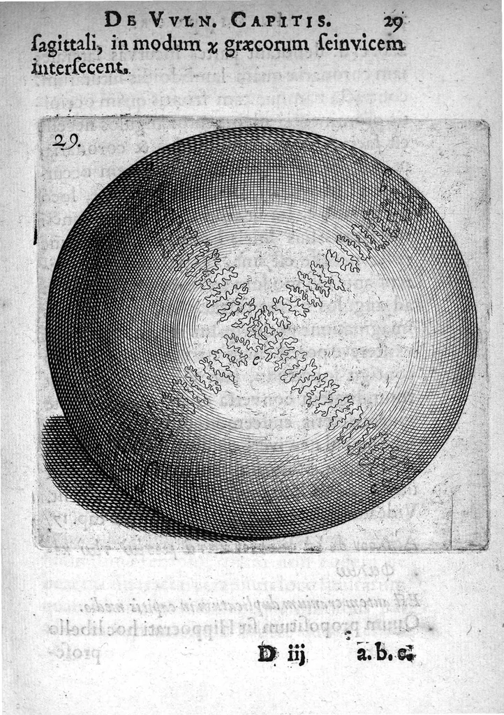 An illustration from Petri Paaw Amsteldamensis Succenturiatus Anatomicus. continens Commentaria in Hippocratem, de Capitis Vulneribus. additae In aliquot Capita libri VIII C. Celsi Explicationes. Ad illustres, Nobiles, Praepotentes, ac verè Magnifices Hollandiae Westfrisiaeque Ordines., 1616, leaf 36