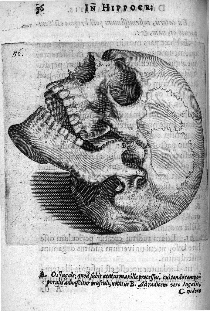 An illustration from Petri Paaw Amsteldamensis Succenturiatus Anatomicus. continens Commentaria in Hippocratem, de Capitis Vulneribus. additae In aliquot Capita libri VIII C. Celsi Explicationes. Ad illustres, Nobiles, Praepotentes, ac verè Magnifices Hollandiae Westfrisiaeque Ordines., 1616, leaf 65