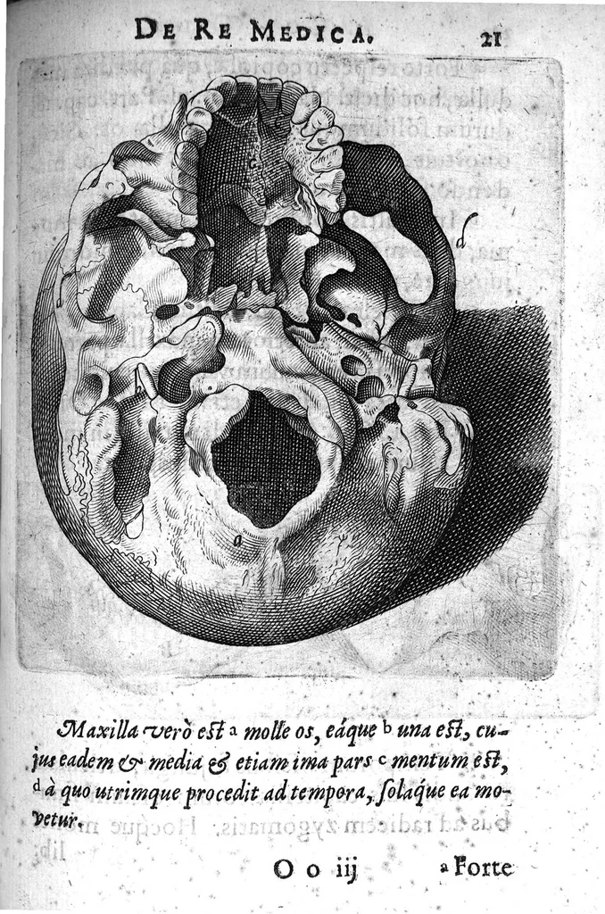 An illustration from A. Cornelii Celsi de Re Medica liber octavus. ejus priora quatuor Capita Commentariis illustrata a Petro Paaw, 1616, leaf 22