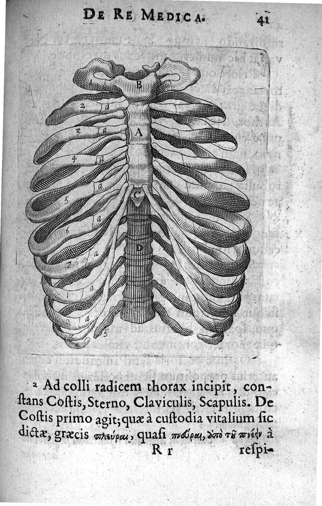 An illustration from A. Cornelii Celsi de Re Medica liber octavus. ejus priora quatuor Capita Commentariis illustrata a Petro Paaw, 1616, leaf 42