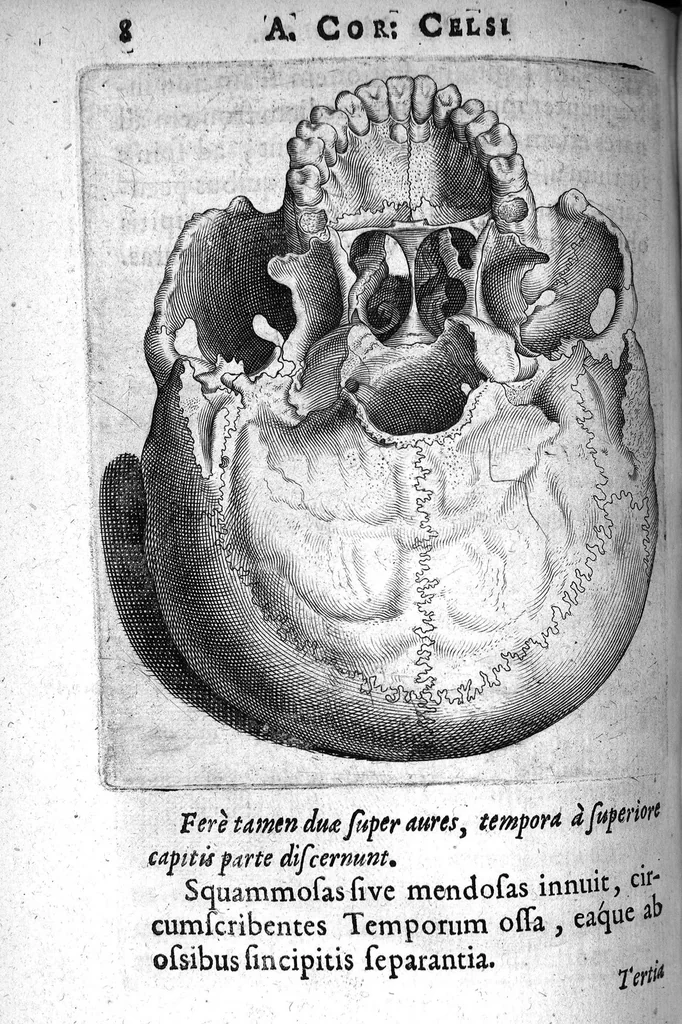 An illustration from A. Cornelii Celsi de Re Medica liber octavus. ejus priora quatuor Capita Commentariis illustrata a Petro Paaw, 1616, leaf 9