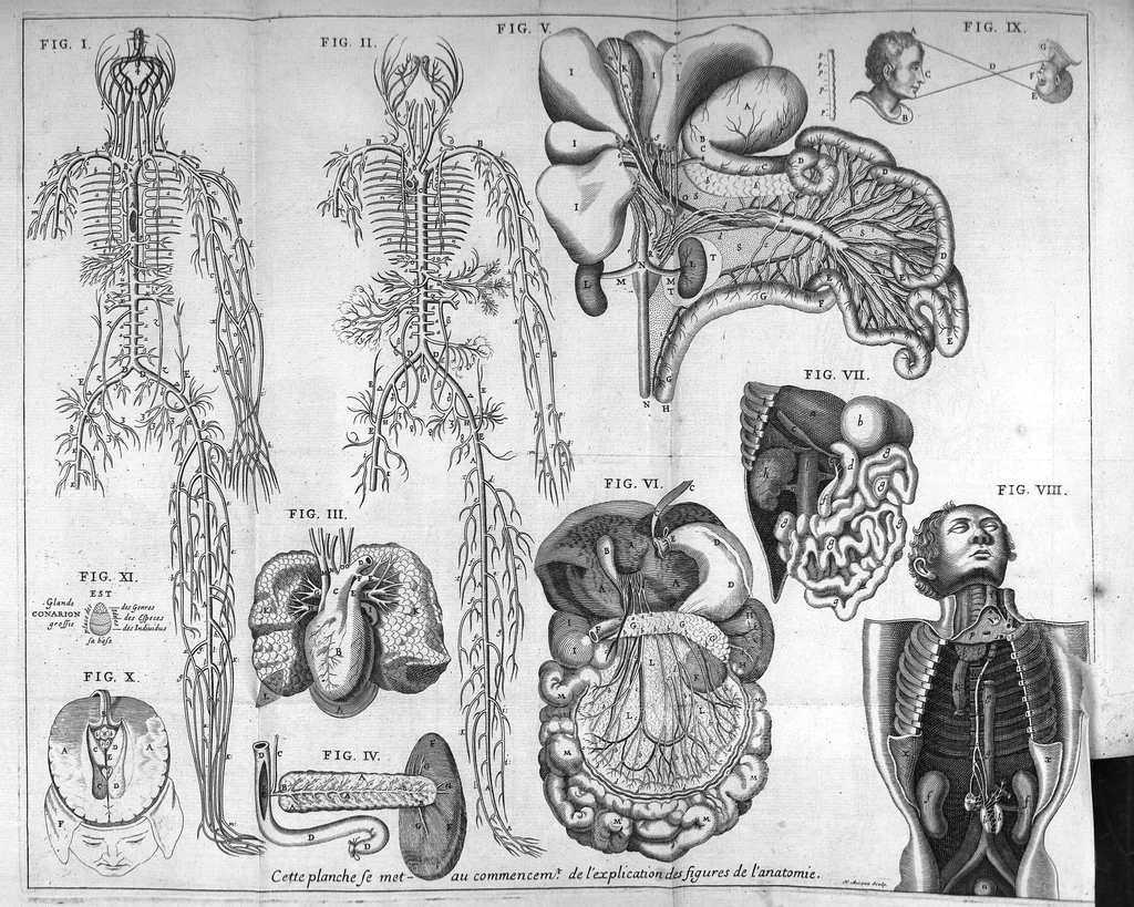 An illustration from Théorie de la médecine en francois, d'une maniere nouvelle et tres-intelligible, 1664, leaf 52