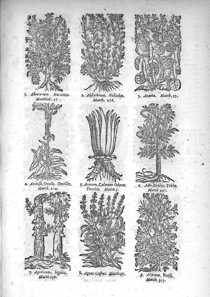 An illustration from Théorie de la médecine en francois, d'une maniere nouvelle et tres-intelligible, 1664, leaf 72