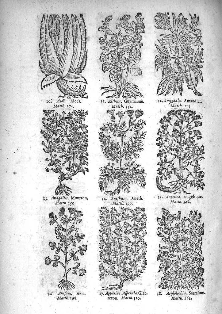 An illustration from Théorie de la médecine en francois, d'une maniere nouvelle et tres-intelligible, 1664, leaf 73