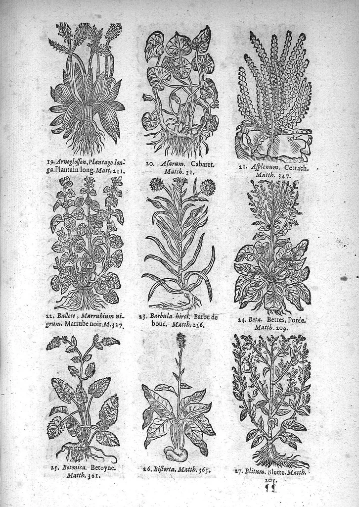 An illustration from Théorie de la médecine en francois, d'une maniere nouvelle et tres-intelligible, 1664, leaf 74
