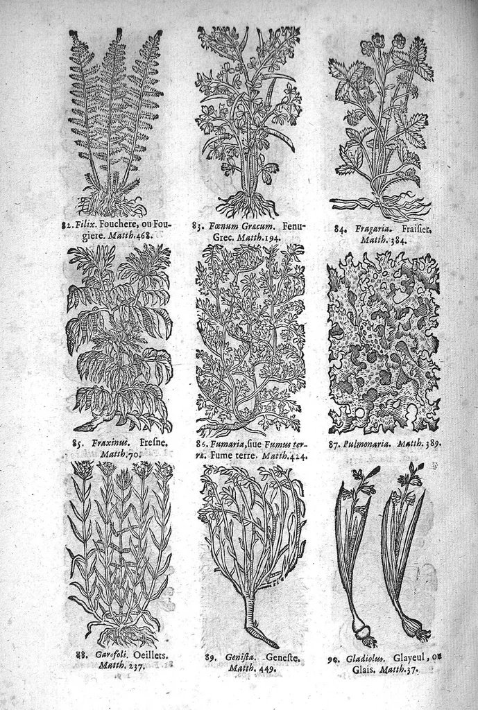 An illustration from Théorie de la médecine en francois, d'une maniere nouvelle et tres-intelligible, 1664, leaf 81