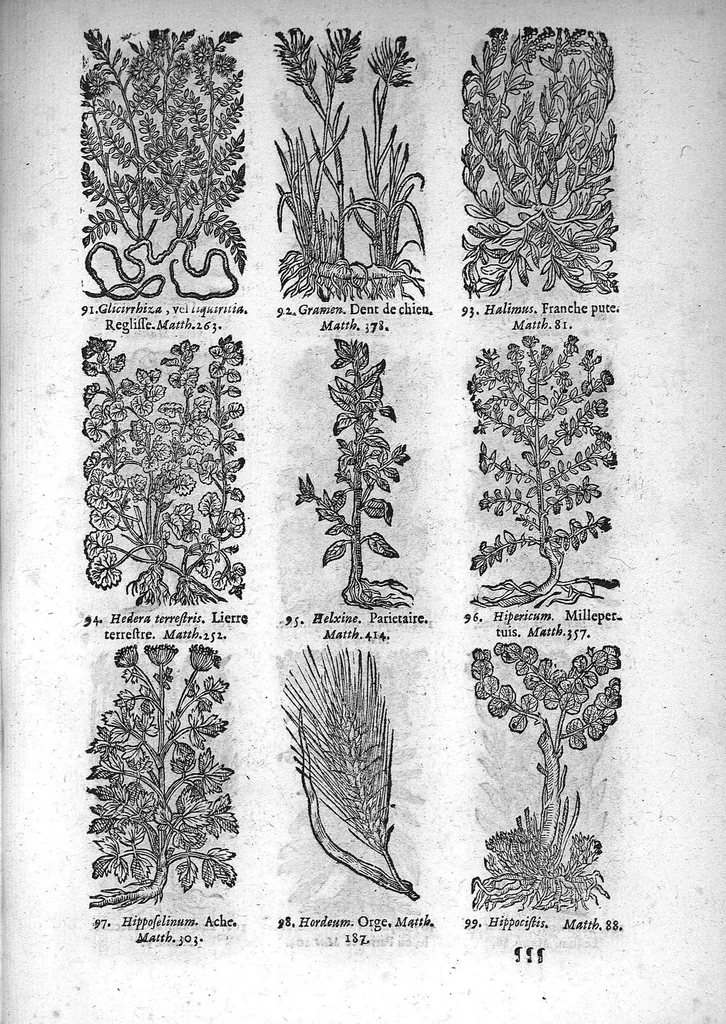 An illustration from Théorie de la médecine en francois, d'une maniere nouvelle et tres-intelligible, 1664, leaf 82