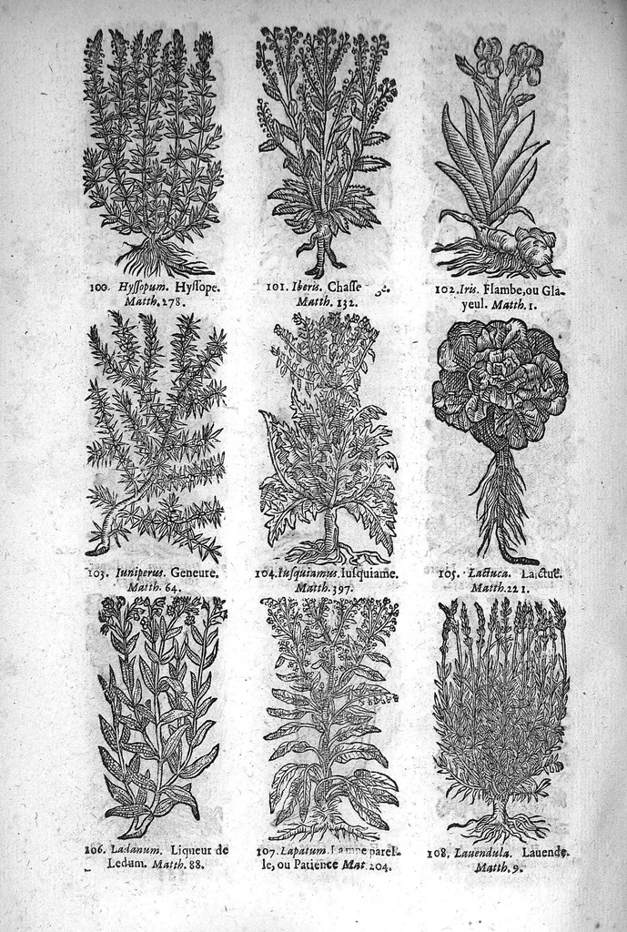 An illustration from Théorie de la médecine en francois, d'une maniere nouvelle et tres-intelligible, 1664, leaf 83