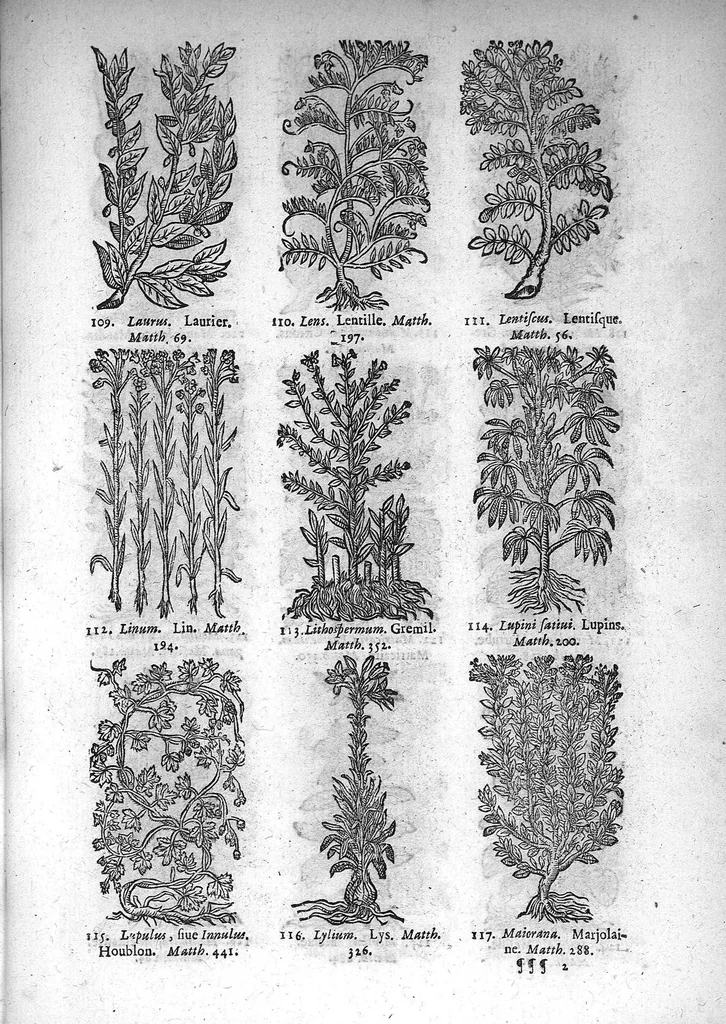 An illustration from Théorie de la médecine en francois, d'une maniere nouvelle et tres-intelligible, 1664, leaf 84