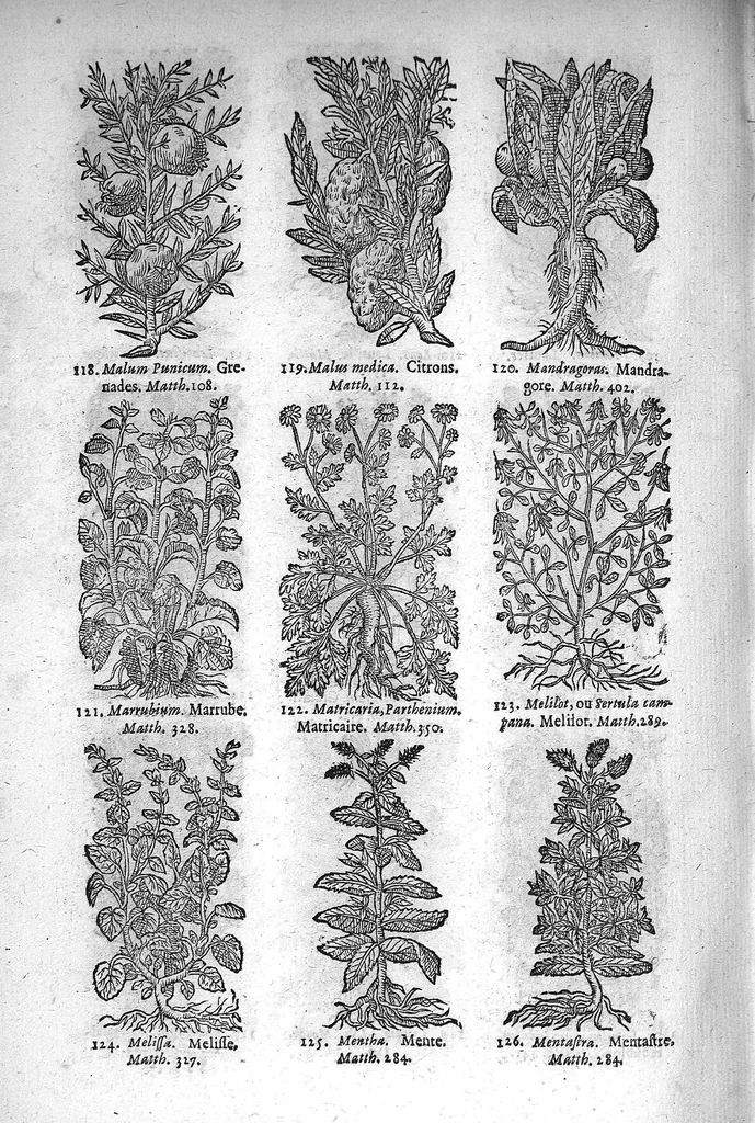 An illustration from Théorie de la médecine en francois, d'une maniere nouvelle et tres-intelligible, 1664, leaf 85