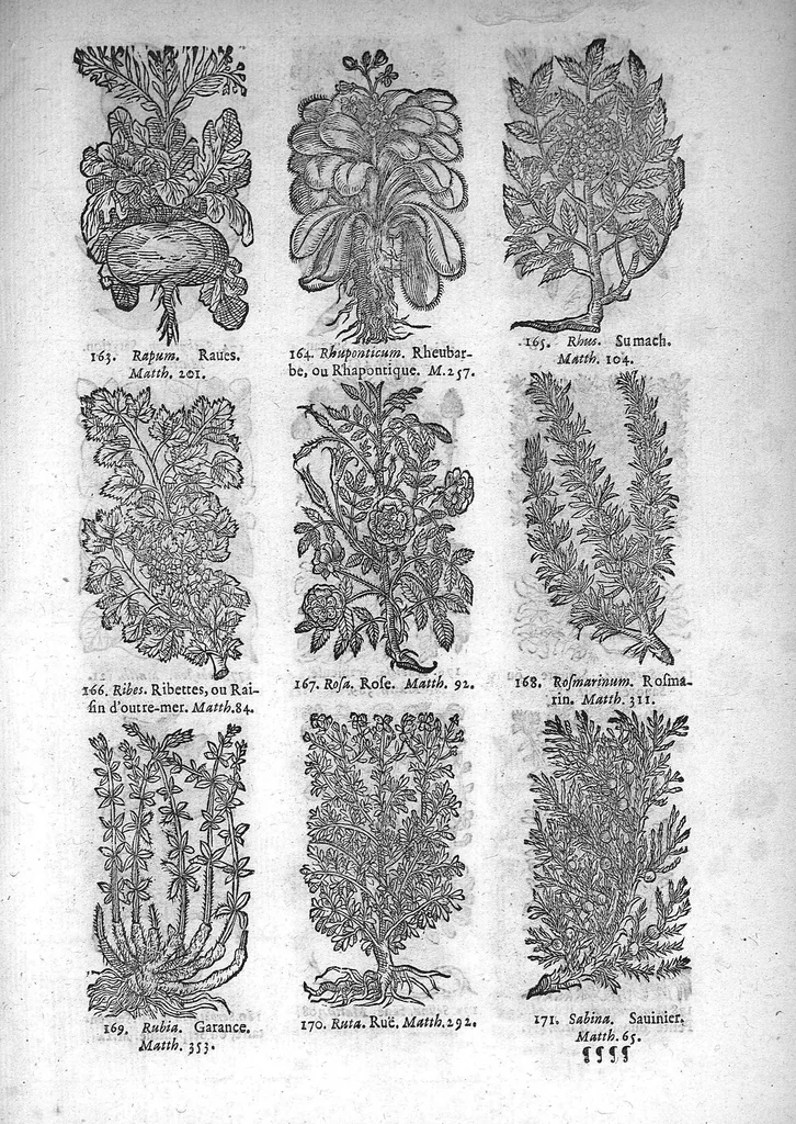 An illustration from Théorie de la médecine en francois, d'une maniere nouvelle et tres-intelligible, 1664, leaf 90