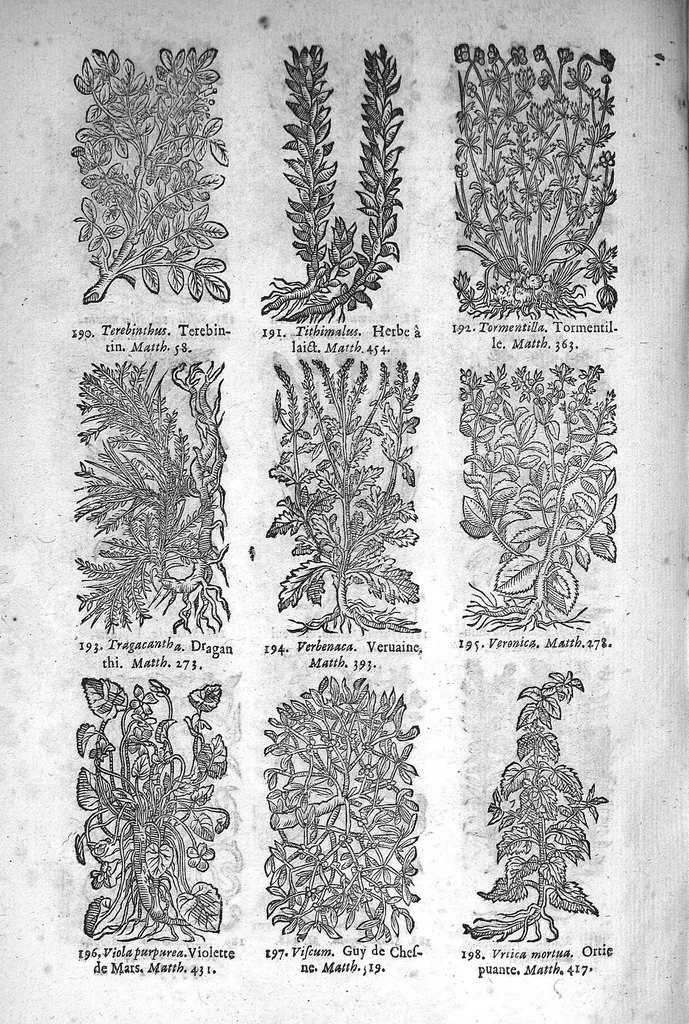 An illustration from Théorie de la médecine en francois, d'une maniere nouvelle et tres-intelligible, 1664, leaf 93
