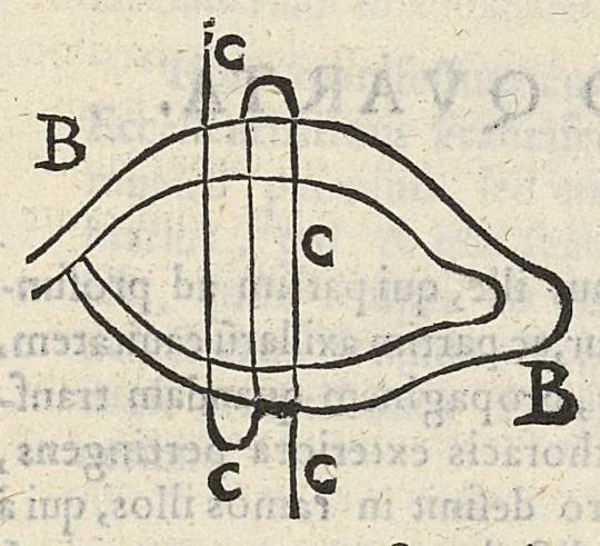 An illustration from Gabriellis Fallopii Mutensis physici praeclarissimi , ... expositio in librum Galeni de ossibus. Huic accesserunt observationes anatomicae eiusdem authoris. Atque haec omnia a Francisco Michino de Sancto Arcangelo eius discipulo ex fidelisimo codice, dum ille ea publice profiteretur descripta fuerunt, ac nunc primum in lucem edita ..., 1570, leaf 150