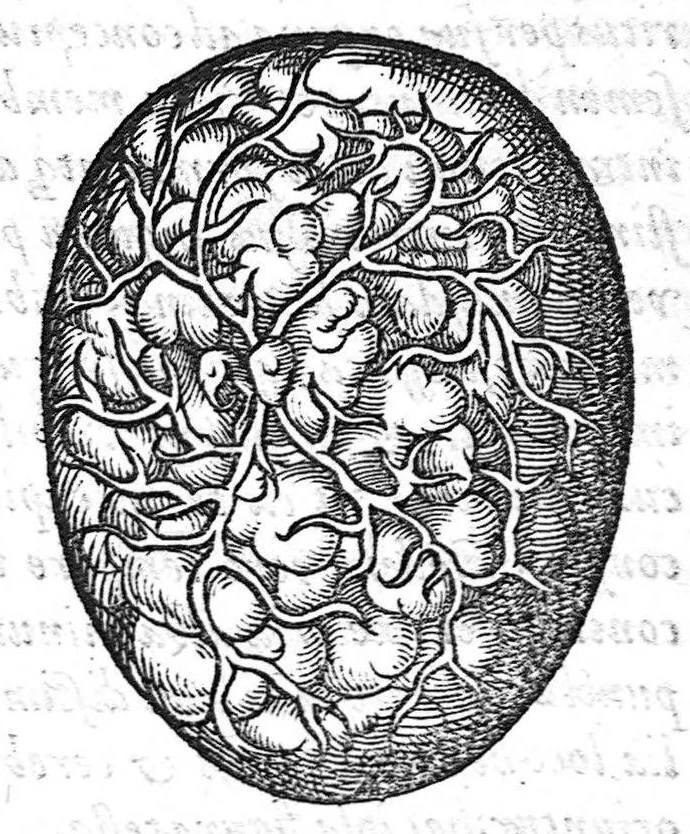 An illustration from De conceptu et generatione hominis, 1580, leaf 22