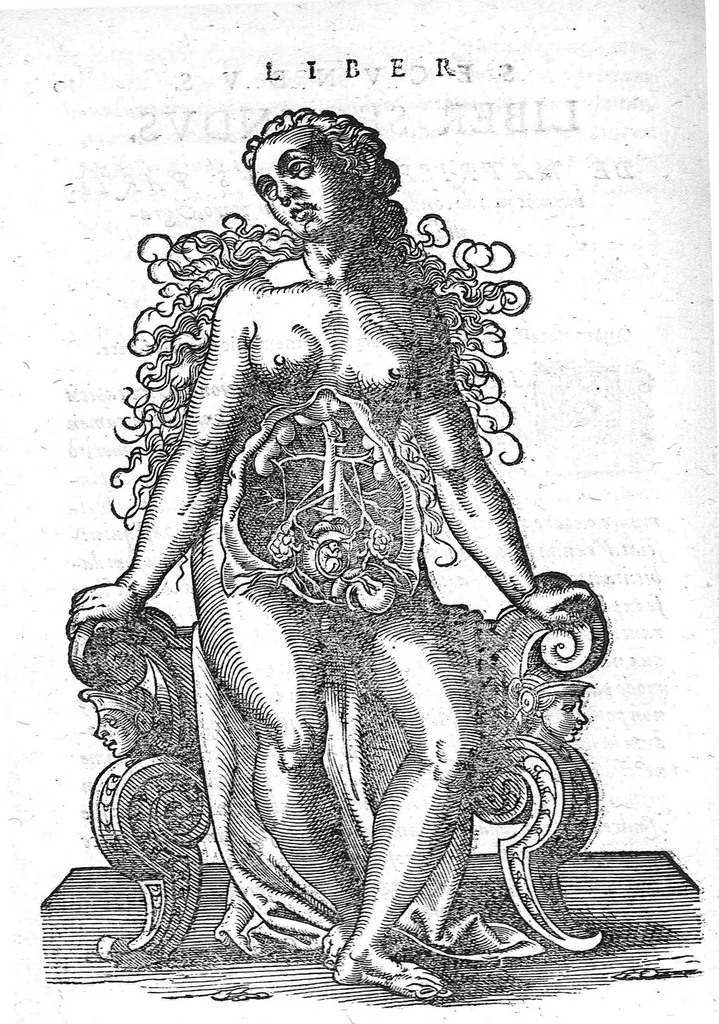 An illustration from De conceptu et generatione hominis, 1580, leaf 28