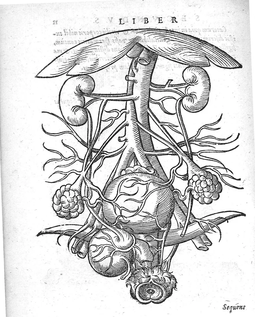 An illustration from De conceptu et generatione hominis, 1580, leaf 30