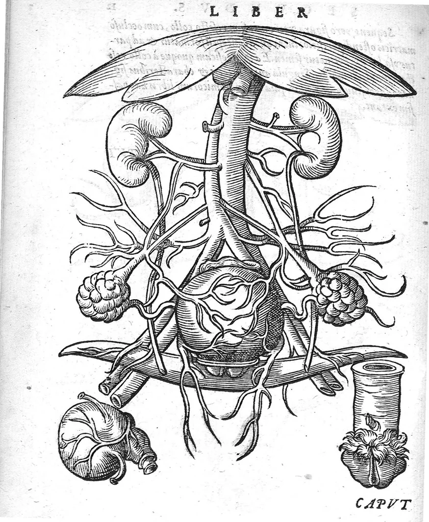 An illustration from De conceptu et generatione hominis, 1580, leaf 32