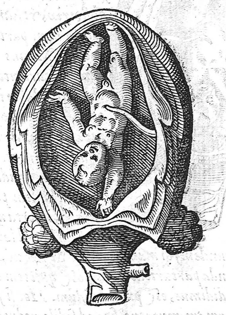 An illustration from De conceptu et generatione hominis, 1580, leaf 69