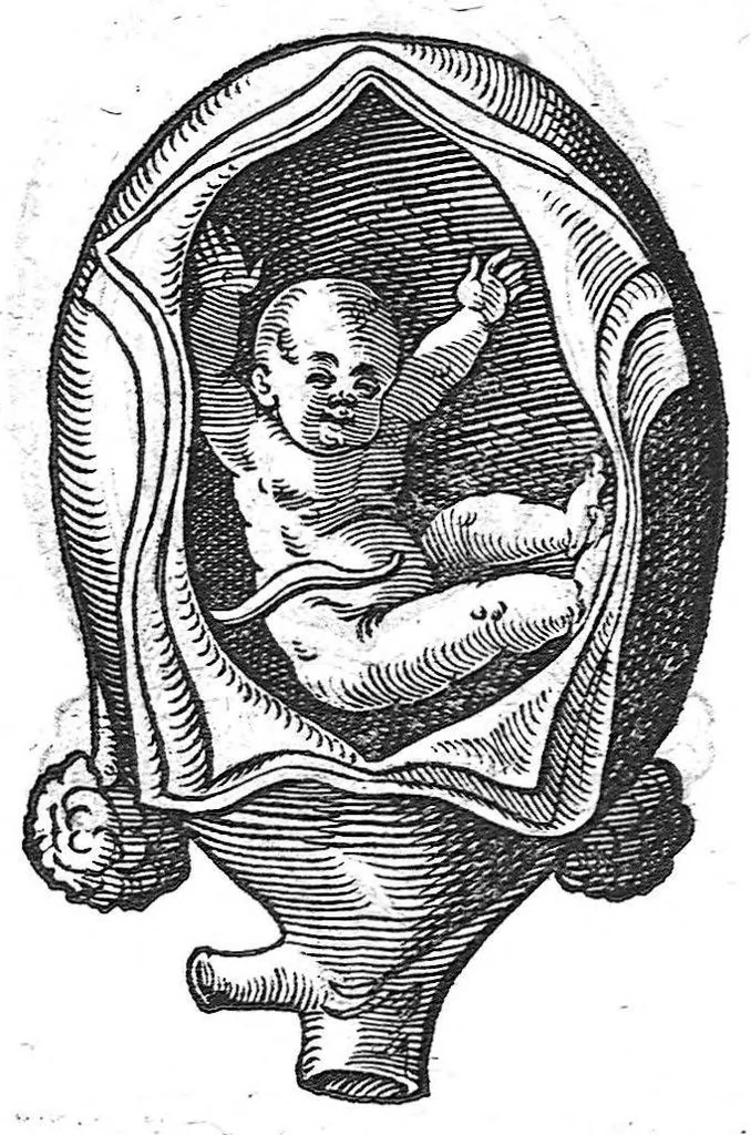 An illustration from De conceptu et generatione hominis, 1580, leaf 71