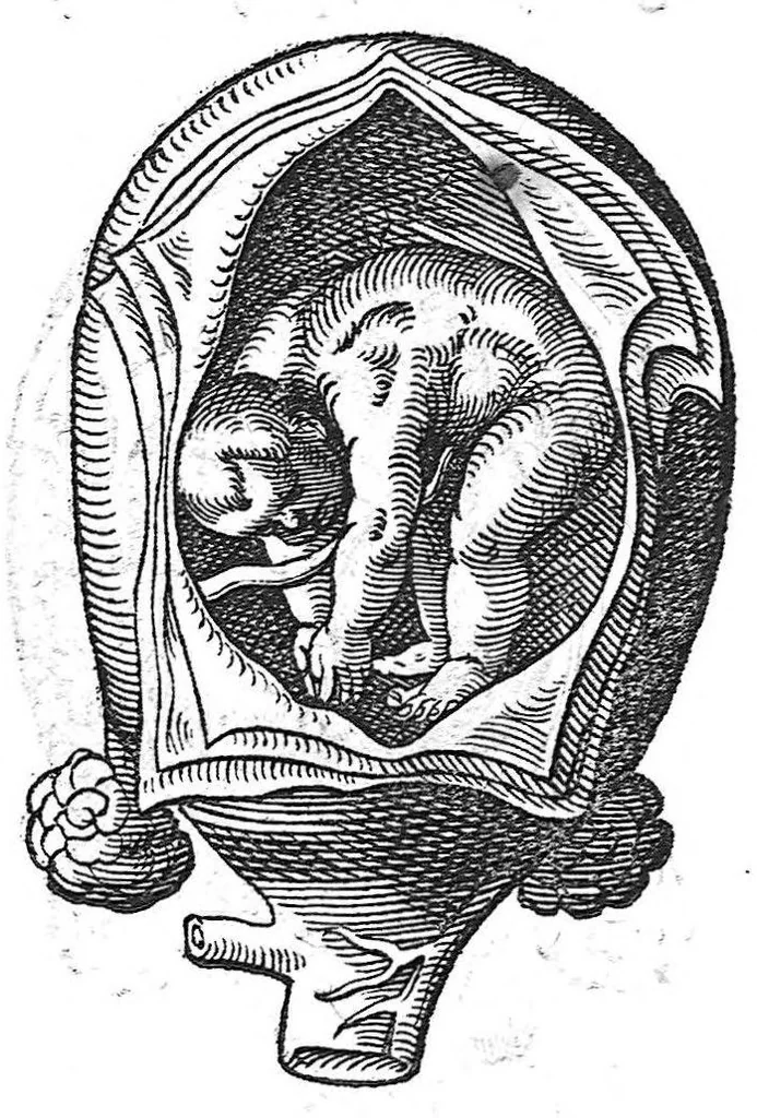 An illustration from De conceptu et generatione hominis, 1580, leaf 73