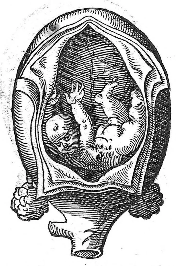 An illustration from De conceptu et generatione hominis, 1580, leaf 74