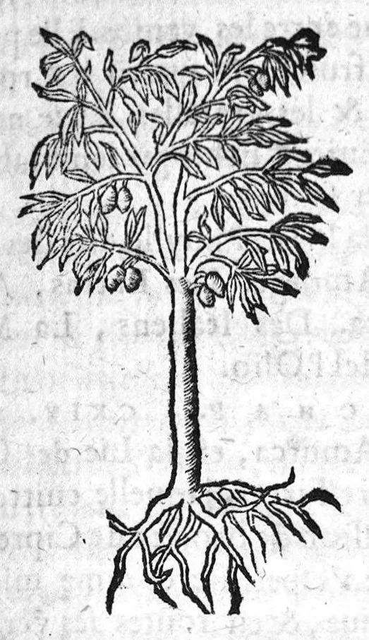 An illustration from Les six livres de Pedacion Dioscoride d’Anazarbe, de la matiere medicale, translatez de Latin en François. A chacun Chapitre sont adjoustees certaines annotations fort doctes, et recueillies des plus excellens Medecins, anciens et modernes, Avec Privilege pour cinq ans,, 1559, leaf 100