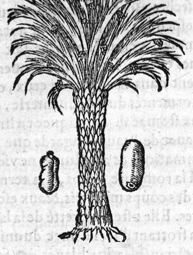 An illustration from Les six livres de Pedacion Dioscoride d’Anazarbe, de la matiere medicale, translatez de Latin en François. A chacun Chapitre sont adjoustees certaines annotations fort doctes, et recueillies des plus excellens Medecins, anciens et modernes, Avec Privilege pour cinq ans,, 1559, leaf 105