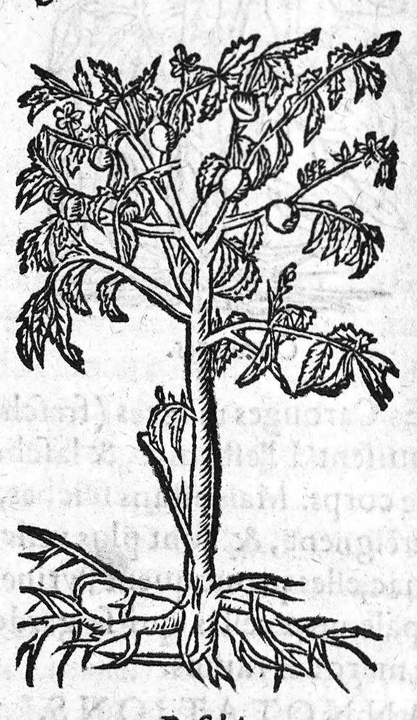 An illustration from Les six livres de Pedacion Dioscoride d’Anazarbe, de la matiere medicale, translatez de Latin en François. A chacun Chapitre sont adjoustees certaines annotations fort doctes, et recueillies des plus excellens Medecins, anciens et modernes, Avec Privilege pour cinq ans,, 1559, leaf 111