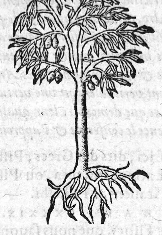 An illustration from Les six livres de Pedacion Dioscoride d’Anazarbe, de la matiere medicale, translatez de Latin en François. A chacun Chapitre sont adjoustees certaines annotations fort doctes, et recueillies des plus excellens Medecins, anciens et modernes, Avec Privilege pour cinq ans,, 1559, leaf 116