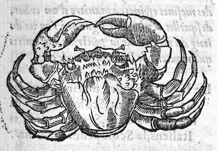 An illustration from Les six livres de Pedacion Dioscoride d’Anazarbe, de la matiere medicale, translatez de Latin en François. A chacun Chapitre sont adjoustees certaines annotations fort doctes, et recueillies des plus excellens Medecins, anciens et modernes, Avec Privilege pour cinq ans,, 1559, leaf 132