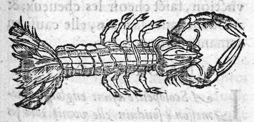 An illustration from Les six livres de Pedacion Dioscoride d’Anazarbe, de la matiere medicale, translatez de Latin en François. A chacun Chapitre sont adjoustees certaines annotations fort doctes, et recueillies des plus excellens Medecins, anciens et modernes, Avec Privilege pour cinq ans,, 1559, leaf 132