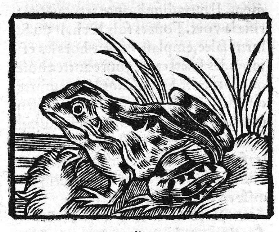 An illustration from Les six livres de Pedacion Dioscoride d’Anazarbe, de la matiere medicale, translatez de Latin en François. A chacun Chapitre sont adjoustees certaines annotations fort doctes, et recueillies des plus excellens Medecins, anciens et modernes, Avec Privilege pour cinq ans,, 1559, leaf 140