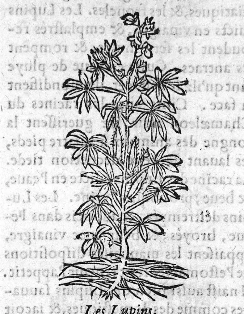 An illustration from Les six livres de Pedacion Dioscoride d’Anazarbe, de la matiere medicale, translatez de Latin en François. A chacun Chapitre sont adjoustees certaines annotations fort doctes, et recueillies des plus excellens Medecins, anciens et modernes, Avec Privilege pour cinq ans,, 1559, leaf 192