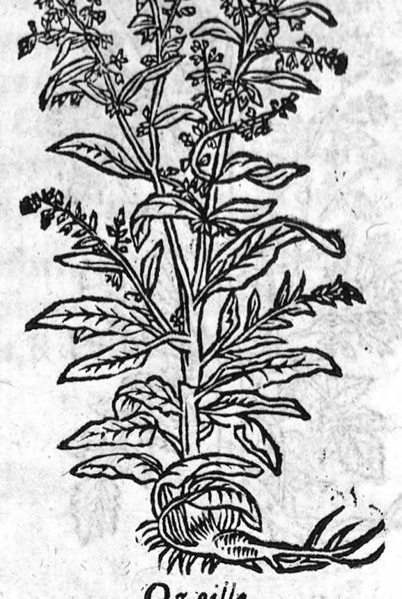 An illustration from Les six livres de Pedacion Dioscoride d’Anazarbe, de la matiere medicale, translatez de Latin en François. A chacun Chapitre sont adjoustees certaines annotations fort doctes, et recueillies des plus excellens Medecins, anciens et modernes, Avec Privilege pour cinq ans,, 1559, leaf 197