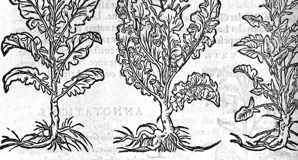 An illustration from Les six livres de Pedacion Dioscoride d’Anazarbe, de la matiere medicale, translatez de Latin en François. A chacun Chapitre sont adjoustees certaines annotations fort doctes, et recueillies des plus excellens Medecins, anciens et modernes, Avec Privilege pour cinq ans,, 1559, leaf 201