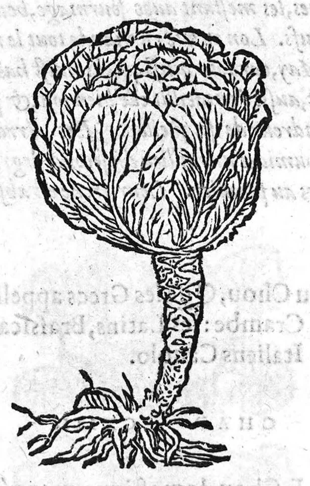 An illustration from Les six livres de Pedacion Dioscoride d’Anazarbe, de la matiere medicale, translatez de Latin en François. A chacun Chapitre sont adjoustees certaines annotations fort doctes, et recueillies des plus excellens Medecins, anciens et modernes, Avec Privilege pour cinq ans,, 1559, leaf 201